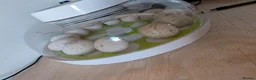 Ducks poultry for sale: Ducklings Hatching soon 15th October  - Advert 2