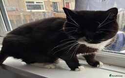 Mixed Breed cats for sale: 2 beautiful girls looking for new home - Image 7