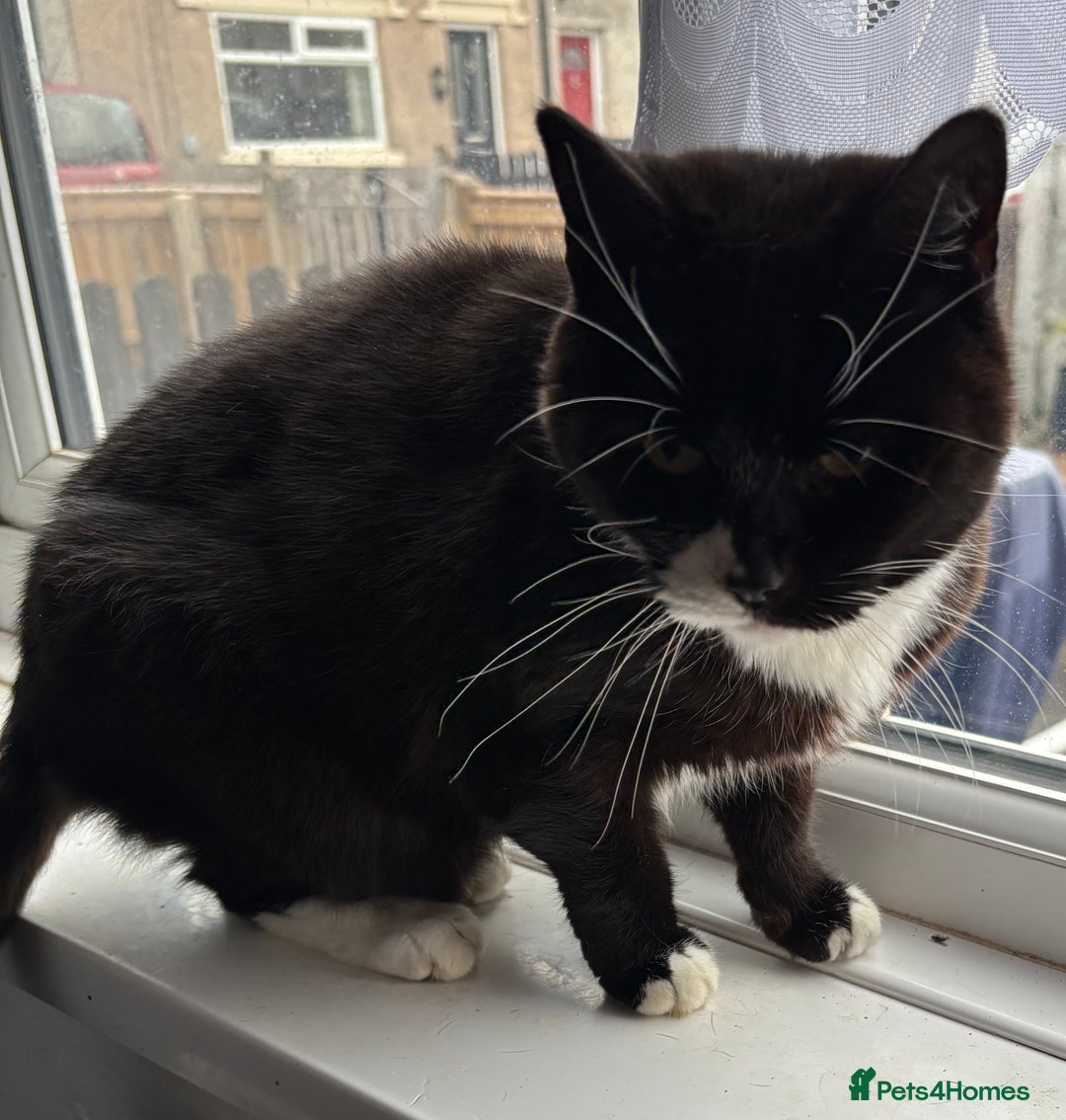 Mixed Breed cats for sale: 2 beautiful girls looking for new home - Image 7