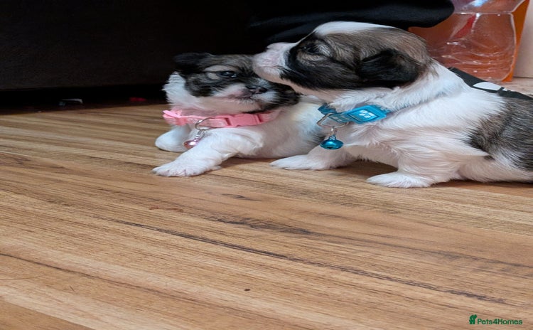 Lhasa Apso dogs - Advert 4