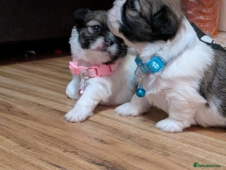 Lhasa Apso dogs - Advert 6