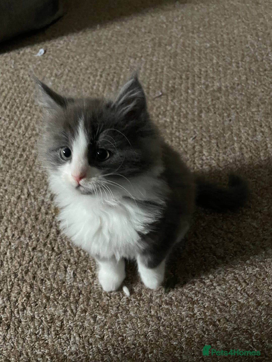 Ragdoll cats for sale: 4 maincoon x ragdoll kittens - Advert 19
