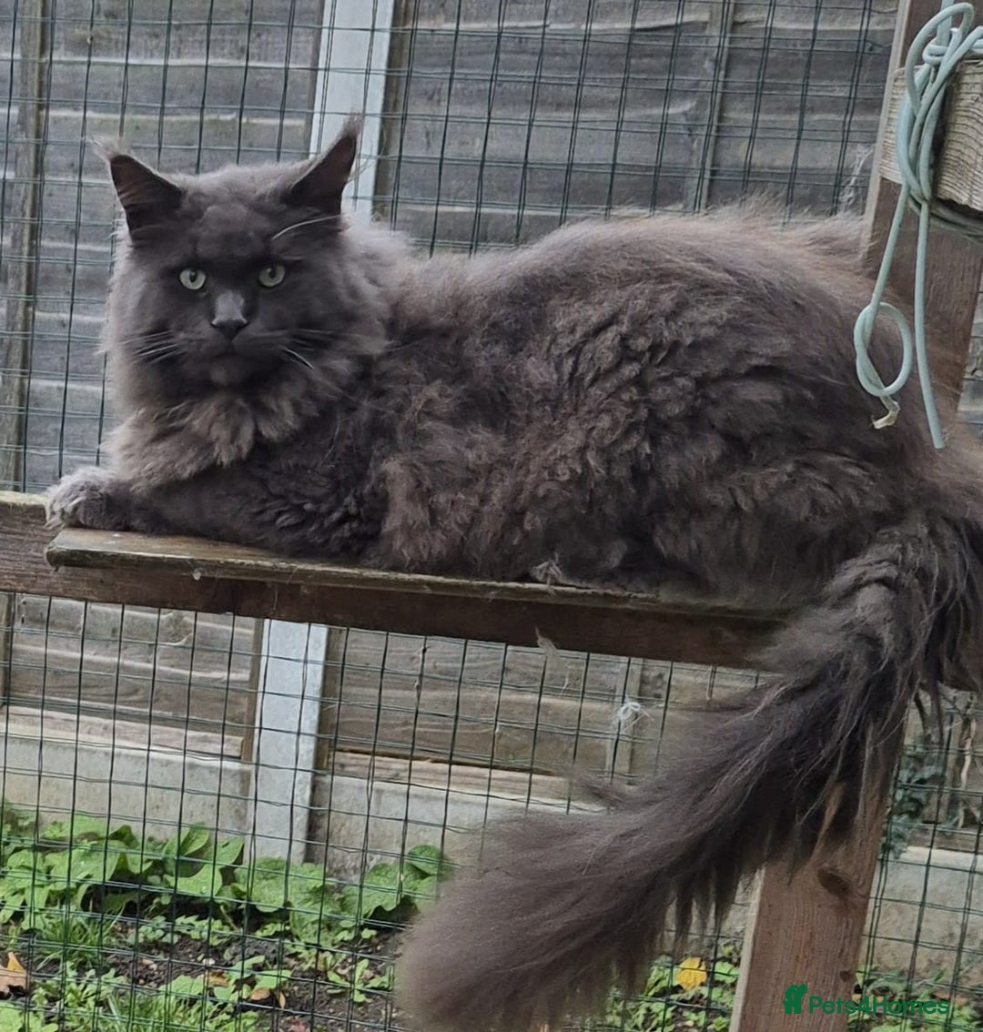 Maine Coon cats for sale: Beautiful Maine Coon babies  - Image 7