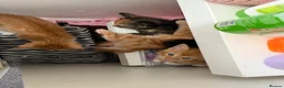 Mixed Breed cats for sale: 2 ginger male boys  - Advert 6