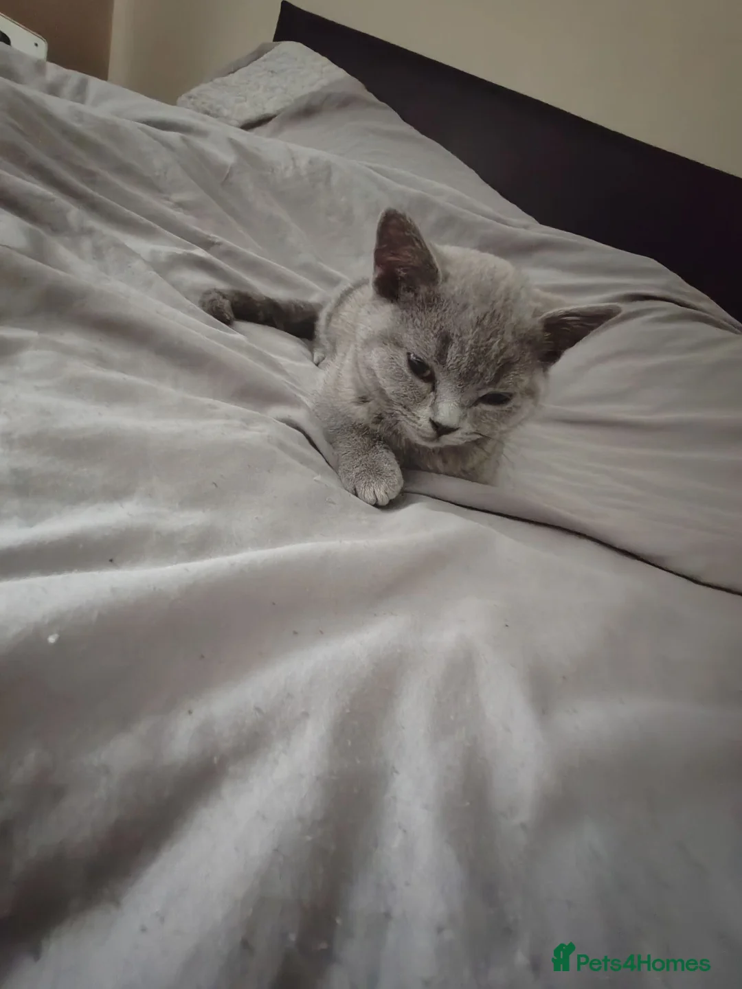 British Shorthair cats for sale: British shorthair  - Advert 2