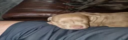 Mixed Breed dogs for sale: Russo-Bear in Warrington - Advert 3