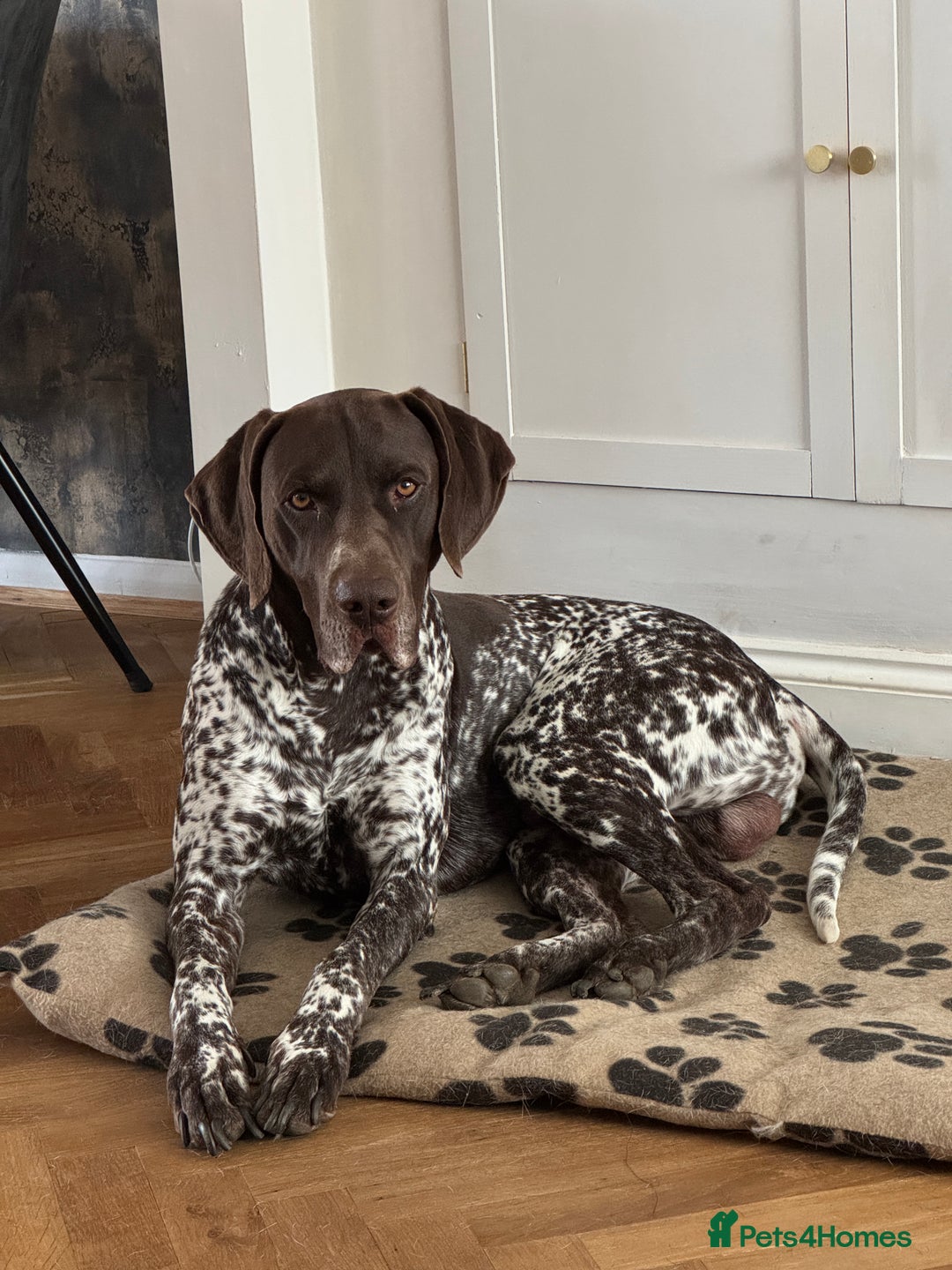 German Shorthaired Pointer dogs for sale: Male short haired pointer  - Image 2