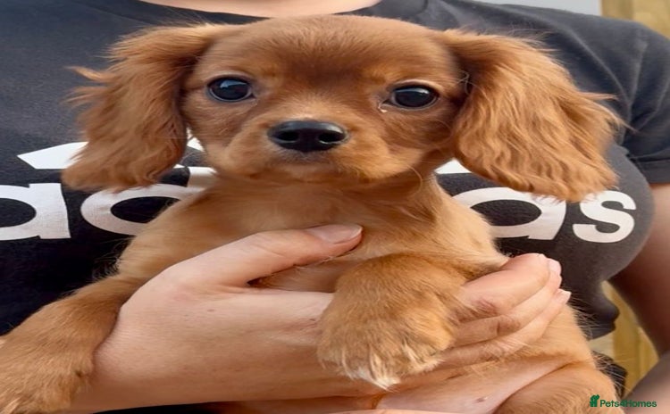 Cavalier King Charles Spaniel dogs - Advert 7