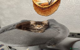 Mixed Breed cats for sale: Beautiful kittens ready for new home - Image 5