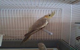 Cockatiels birds for sale: Young Cockateils  - Image 4