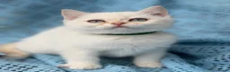 British Shorthair cats for sale: British shorthair adorable golden kittens  - Advert 31