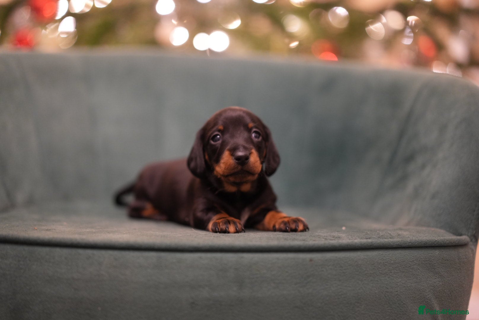 Miniature Dachshund dogs Show Quality IVDD screened KC Reg Mini Smooths  - Advert 4