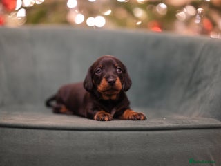 Miniature Dachshund dogs Show Quality IVDD screened KC Reg Mini Smooths - Advert 4