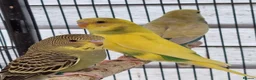 Budgerigars birds for sale: Baby budgies.  - Advert 1