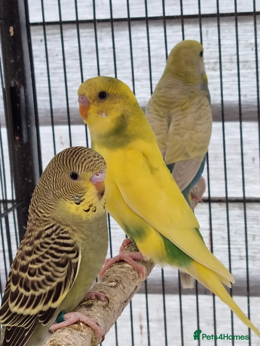Budgerigars birds for sale: Baby budgies.  - Advert 1