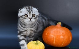 Scottish Fold cats for sale: LICENSED CATTERY, PURE BREED TOP QUALITY KITTENS - Image 8