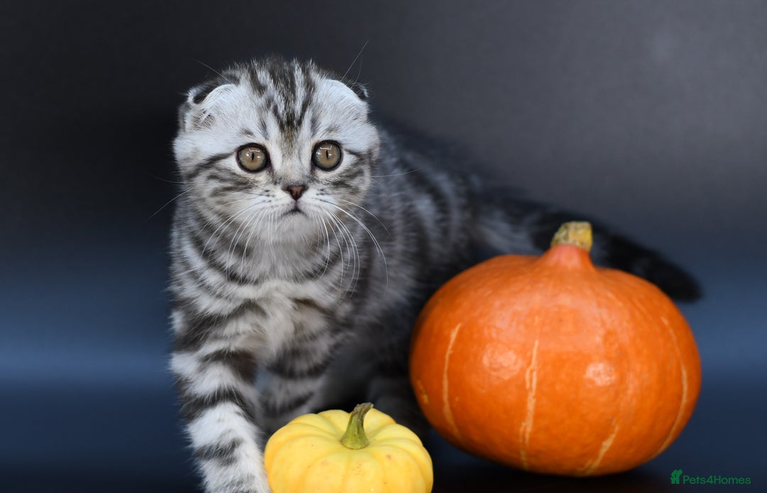 Scottish Fold cats for sale: LICENSED CATTERY, PURE BREED TOP QUALITY KITTENS - Image 8