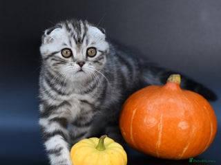 Scottish Fold cats LICENSED CATTERY, PURE BREED TOP QUALITY KITTENS - Advert 16