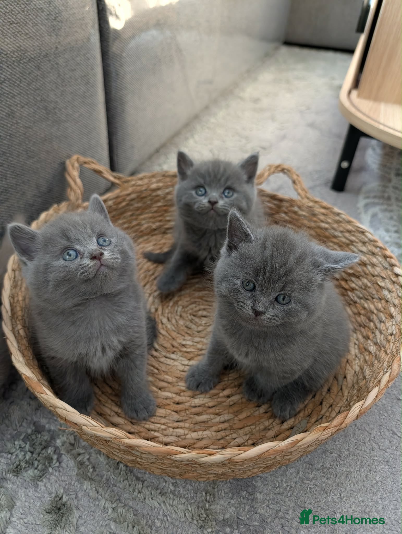 British Shorthair cats British shorthair kitten looking new home ❤️ - Advert 1