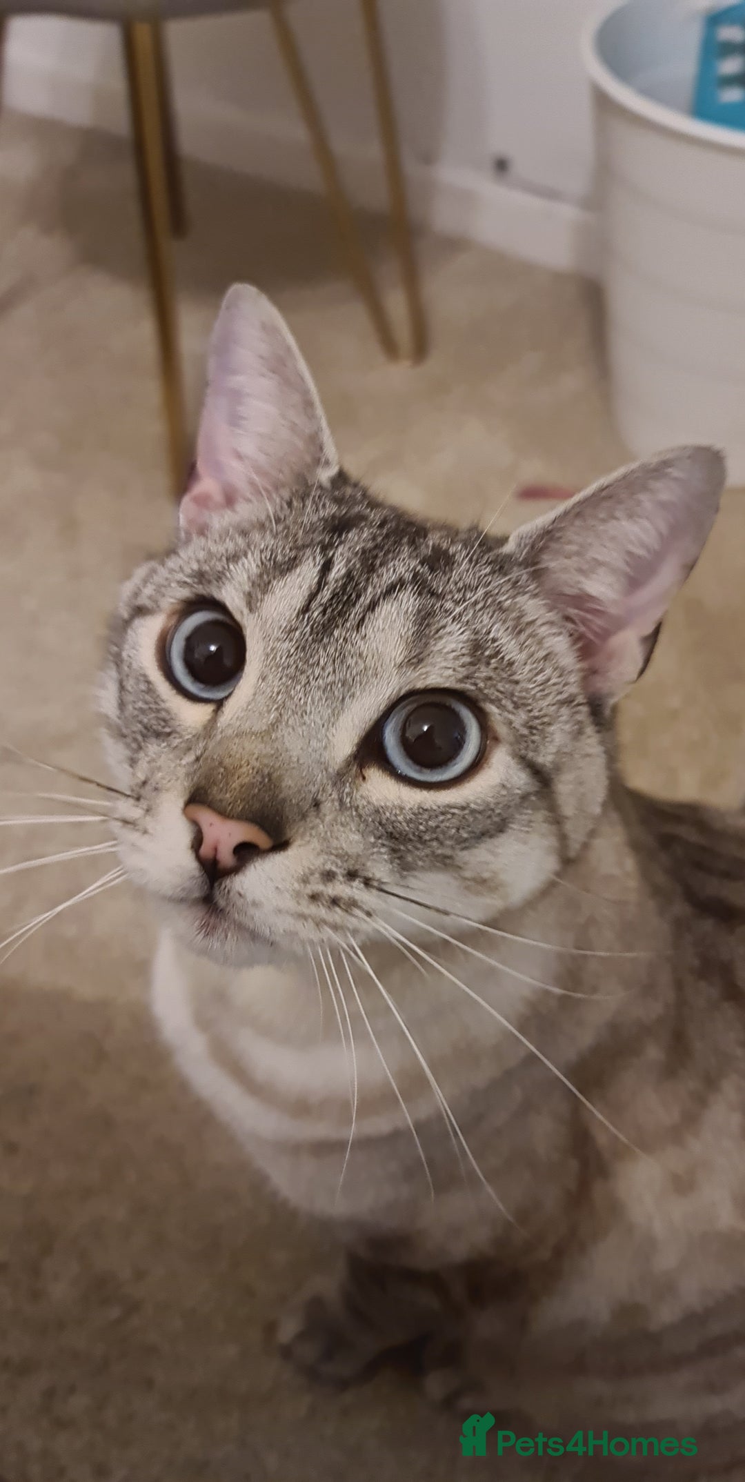 Bengal cats for sale: Half Bengal Boy - Advert 3