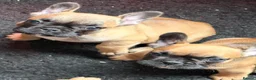 French Bulldog dogs for sale: Standard French bulldog puppies  in Dunfermline - Advert 13