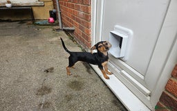Chiweenie dogs for sale: 7 months old, chiweenie puppy - Image 2