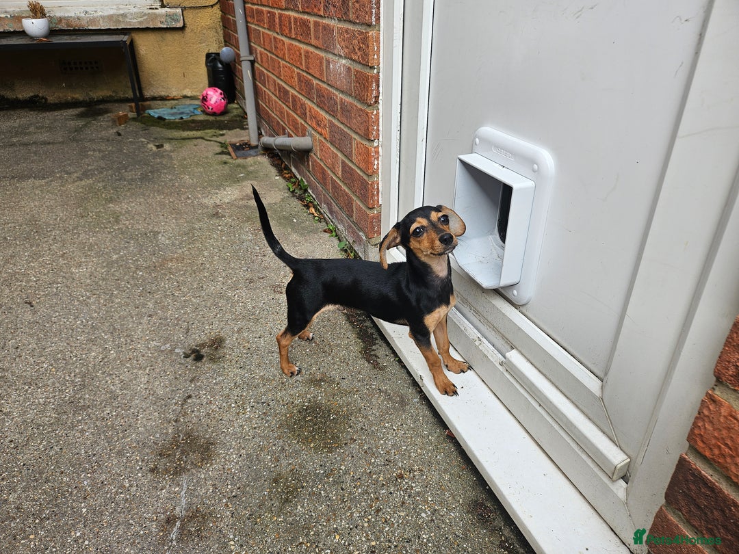 Chiweenie dogs for sale: 7 months old, chiweenie puppy - Image 2