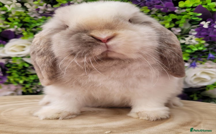 Mini Lop rabbits - Advert 1
