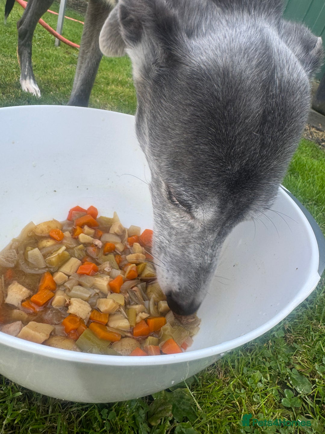 Lurcher dogs for sale: Lurches for sale  - Image 13