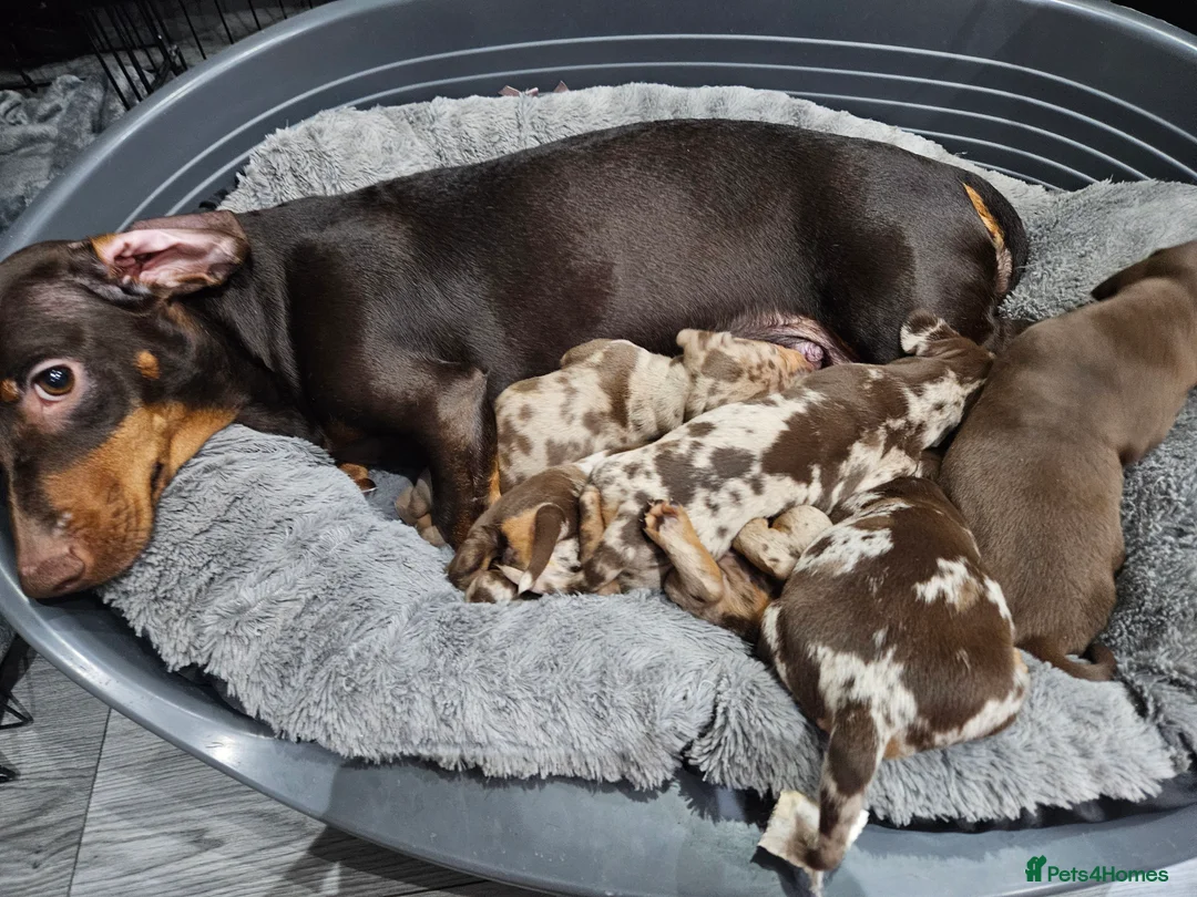 Dachshund dogs for sale: Dachshunds7puppies,only one brown girl left - Advert 20