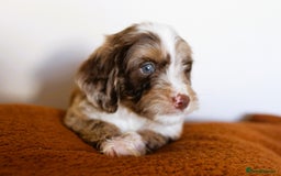 Cockapoo dogs for sale: F1 Merle cockapoos  - Image 8