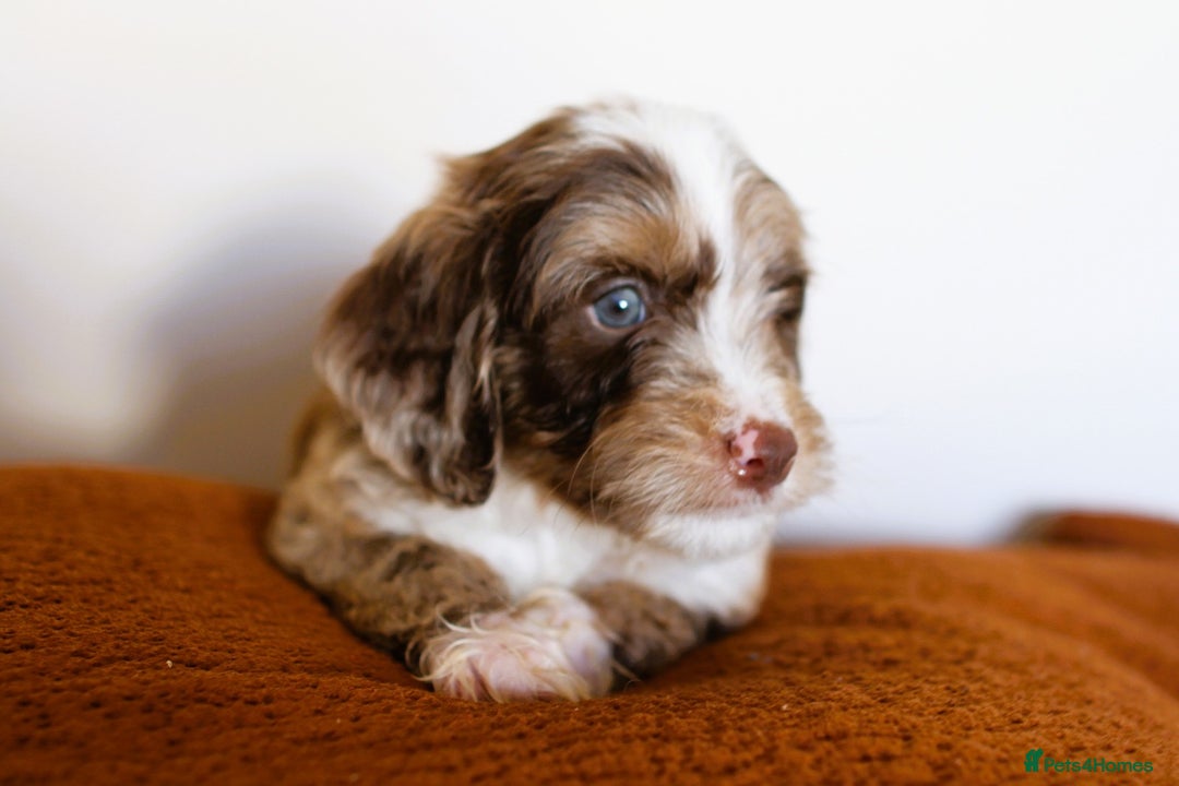 Cockapoo dogs for sale: F1 Merle cockapoos  - Image 8