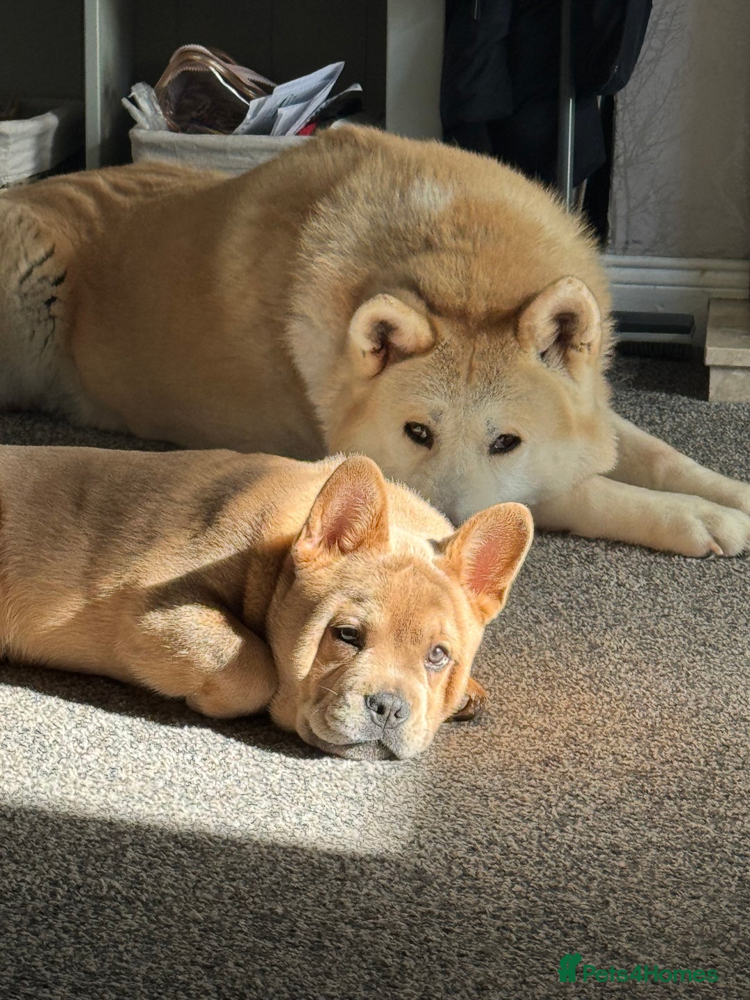 French Bulldog dogs for stud: STUNNING FRENCHIE X CHOW CHOW STUD 🐾🐶💙 - Image 8