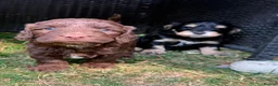 Cockapoo dogs for sale: 6 Beautiful Cockerpoos Puppies  - Advert 14