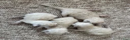 Ragdoll cats for sale: Ragdoll kittens  - Advert 5
