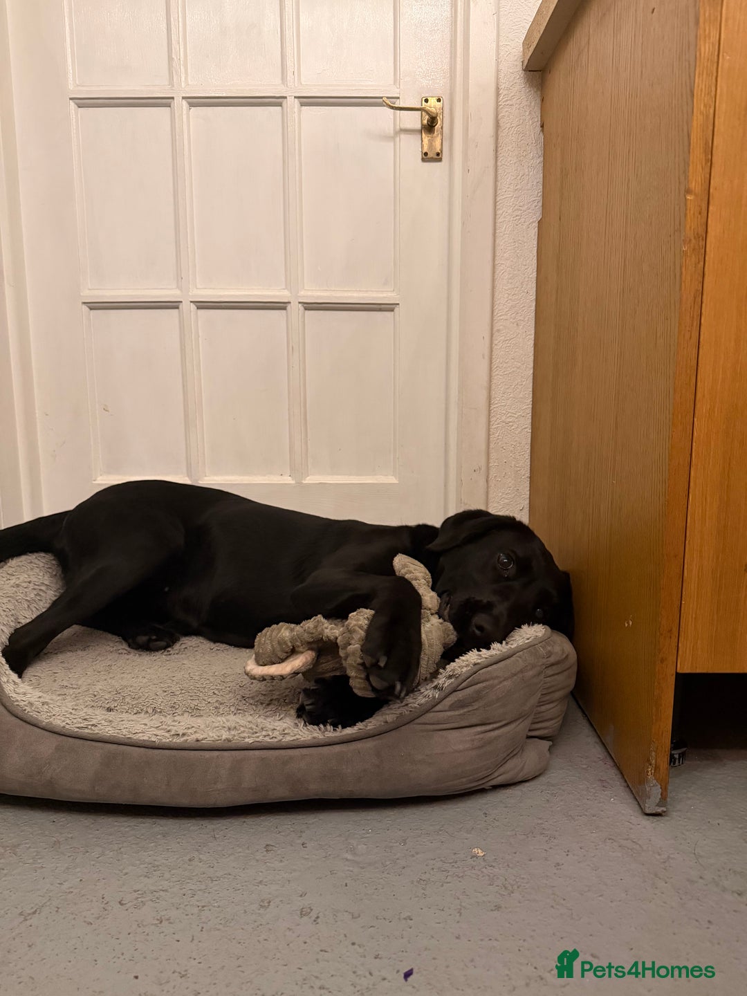 Labrador Retriever dogs for sale: Pepper - Advert 2