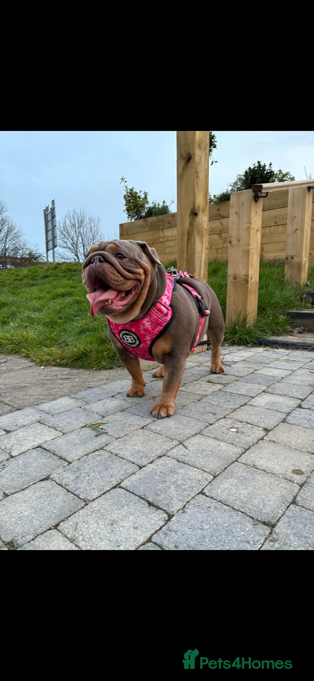 English Bulldog dogs for sale: Female 3 years old  - Image 1