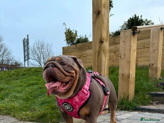 English Bulldog dogs - Advert 17