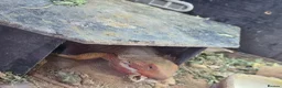 Bearded Dragon reptiles for sale: Two Bearded dragons in Hove - Advert 3