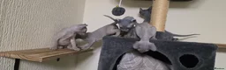 Sphynx cats for sale: SPHYNX ELF KITTENS 2 GIRLS & PETERBALD 3 MALE   in Bilston - Advert 5