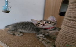 Mixed Breed cats for sale: Kittens ready to go to there forever homes - Image 3
