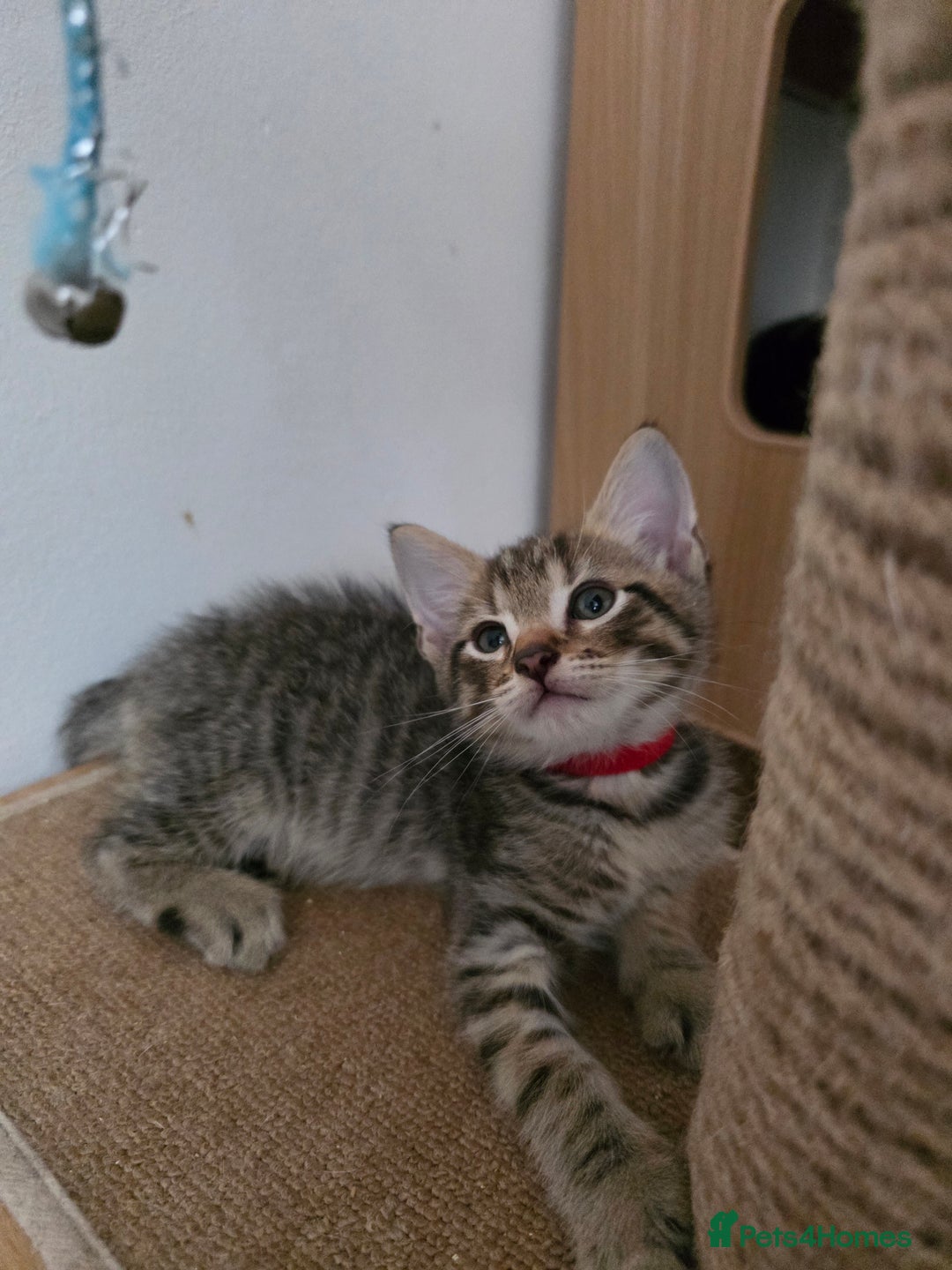 Mixed Breed cats for sale: Kittens ready to go to there forever homes - Image 3