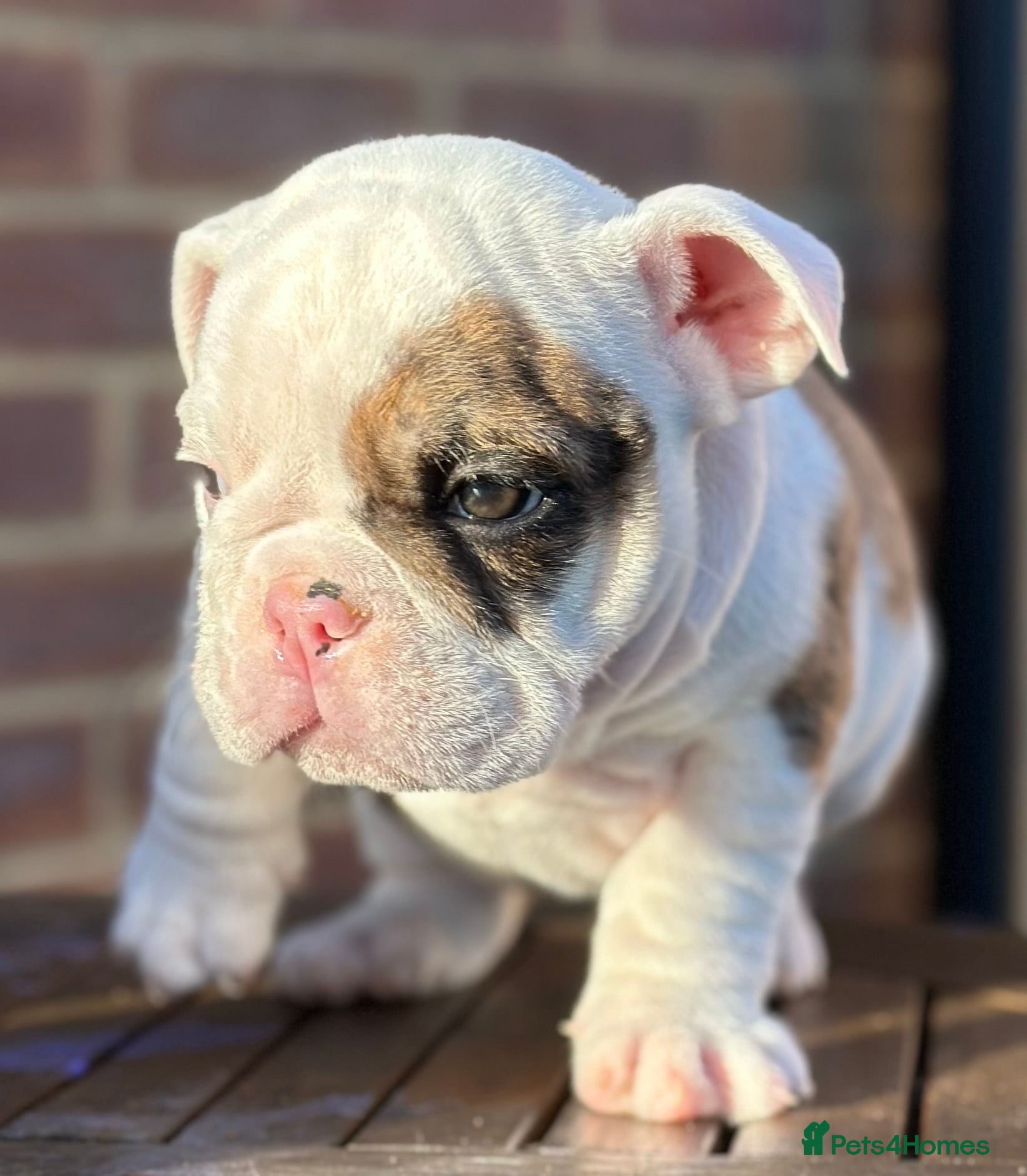 English Bulldog dogs 🌟 health tested parents 🌟 Ready Now!🌟 - Advert 4