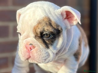 English Bulldog dogs 🌟 health tested parents 🌟 Ready Now!🌟 - Advert 9