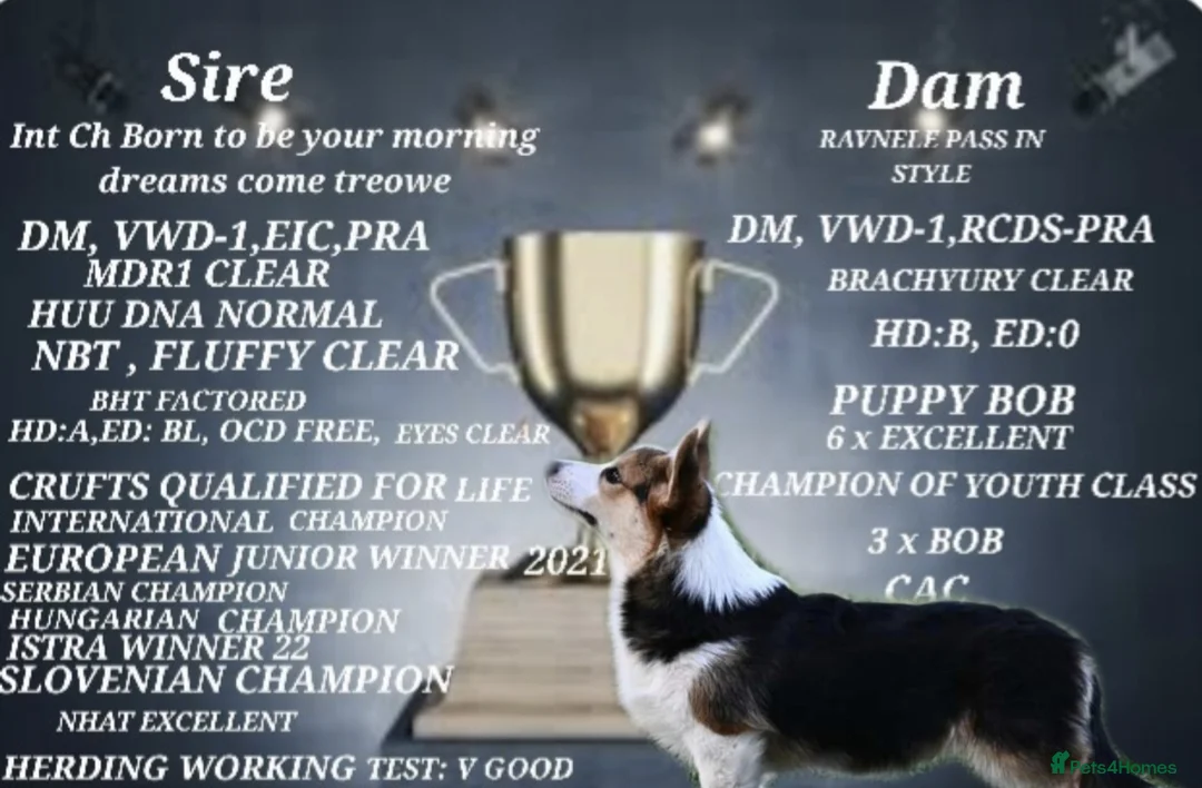 Welsh Corgi Pembroke dogs for stud: Kc reg Serbian import for stud in Blackwood - Advert 4