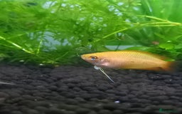 Gouramis fish for sale: Honey Gourami - Image 1