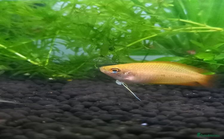 Gouramis fish - Advert 1