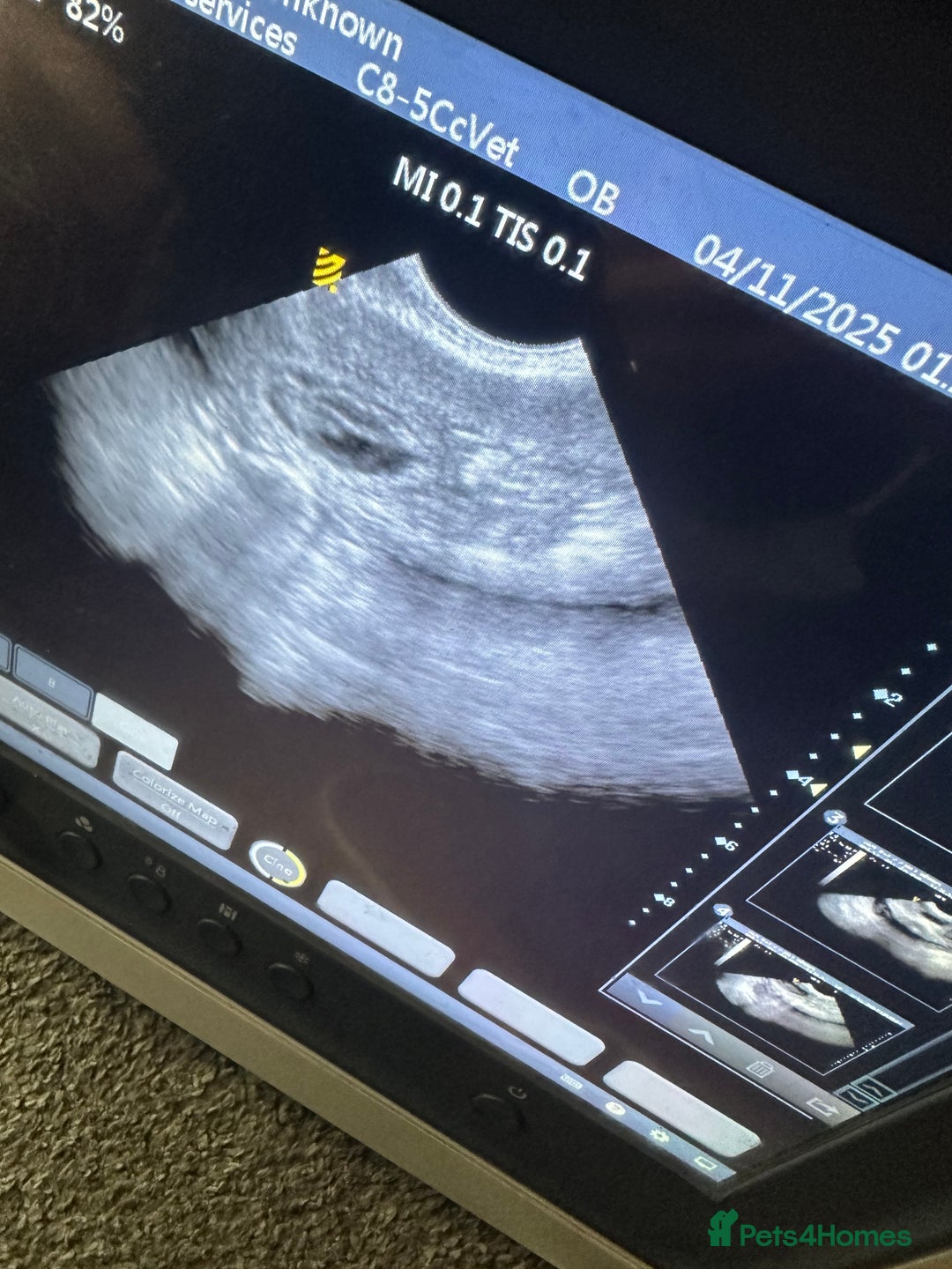 Miniature Poodle dogs for sale: Miniature poodle puppies DUE 8th DEC - Image 10