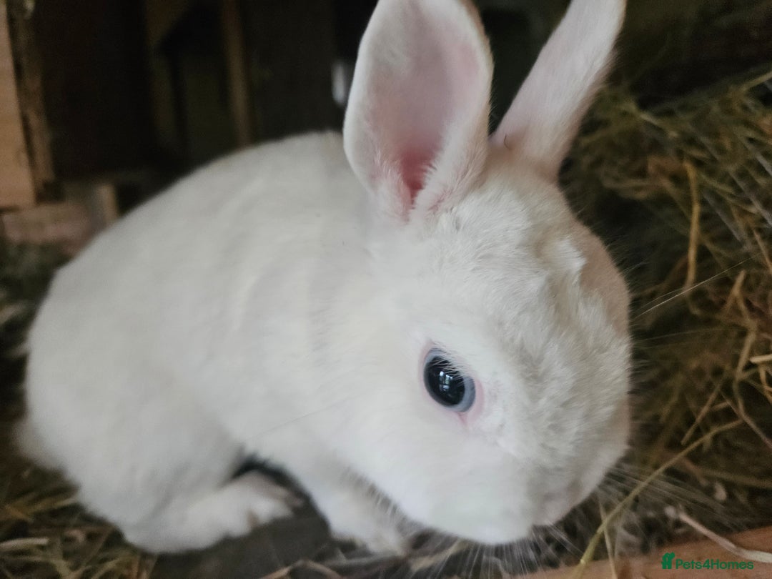 Netherland Dwarf rabbits for sale: Blue eyed Netherland  dwarf doe.  - Image 7