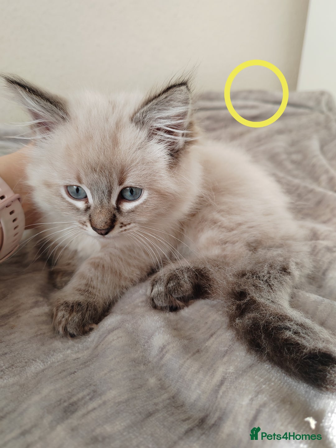 Ragdoll cats for sale: Gorgeous lot of Siberian and Ragdoll mix kittens  - Advert 5